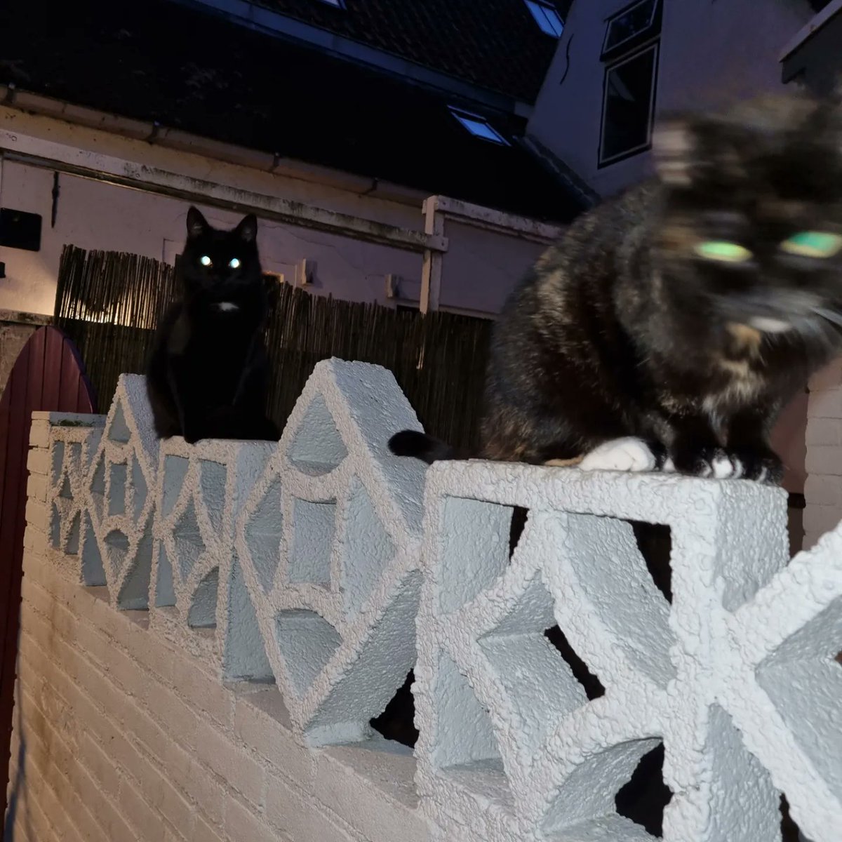 therootsthatclu's tweet photo. Gargoyles is our midst....
#poetoaster #poetoaster2023 #Cat #Caturday #CatsofTwittter #poets #poet #EdgarAllanPoe #poetsofTwitter https://t.co/cHQWRTxRth