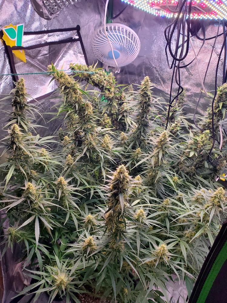 GusFling™🇰🇪 on Twitter "RT cana_kush Banana Kush Autoflower my