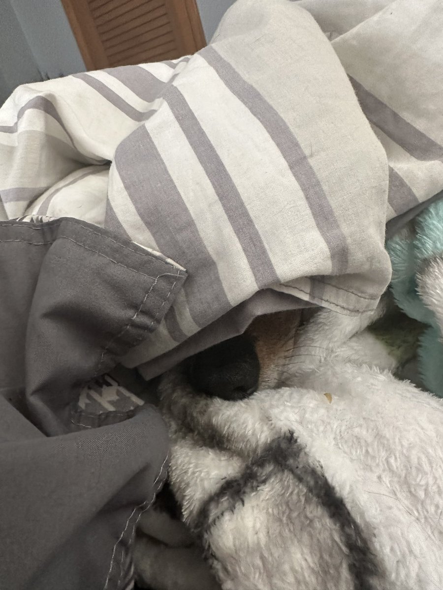 Oscar the dog and Karl too tweet media