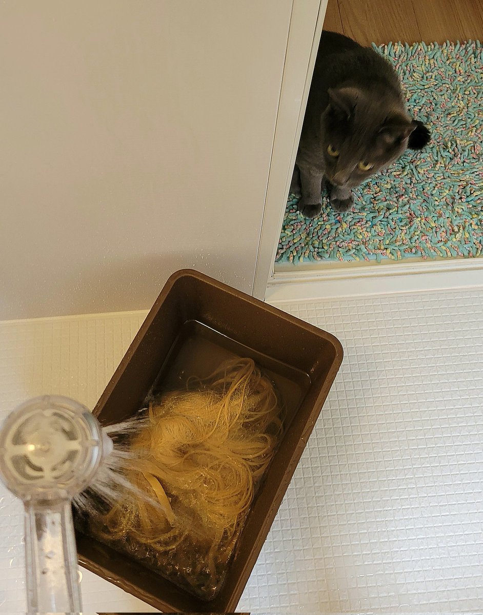 jaroukasama's tweet photo. Seibah doesnt like baths but she will watch me wash wigs.
Im so lucky to be loved by my cat.❤️❤️❤️
Lemme show you HOW TO WASH AND DETANGLE YOUR COSPLAY WIGS
https://t.co/PlFVmpLq8Q
#wig #wigs #cosplay #cosplaywig #cosplaywigs #wigwashing #wigcare #wigcaretips https://t.co/GC8cSFEenG