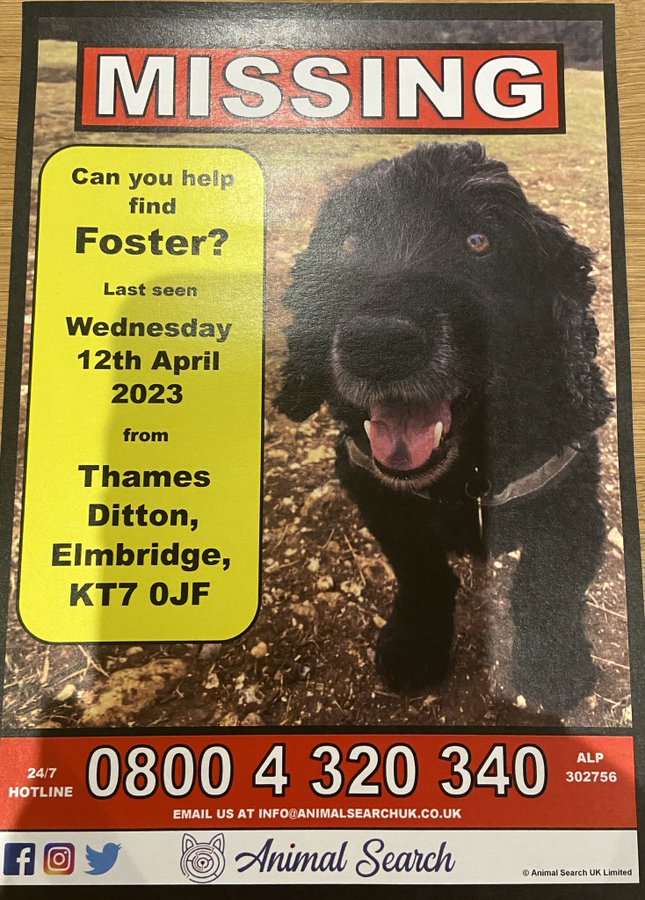 FindMyDogFoster's tweet photo. @SurreySCC pls help spread the word in the search for support dog Foster in #Surrey by RTing this post: https://t.co/KklP0KQAMK… #FindFoster https://t.co/pPOSsxvBI9