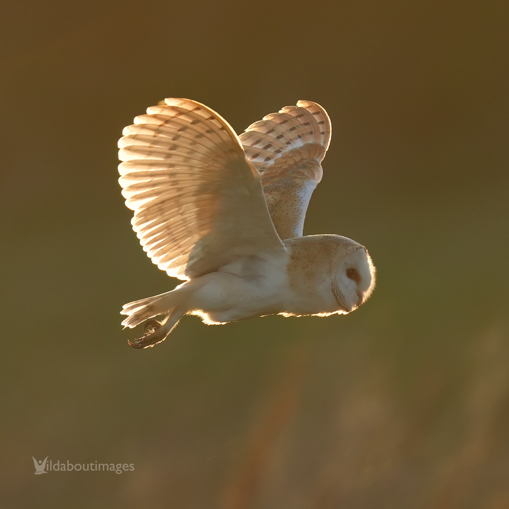 A few Barn Owl pics from the last week 😍

#barnowl #ukwildlife #naturephotography #owls #sony200600 #sony600f4 #barnowls #wildlfe #sonyalpha #sonyprofessional