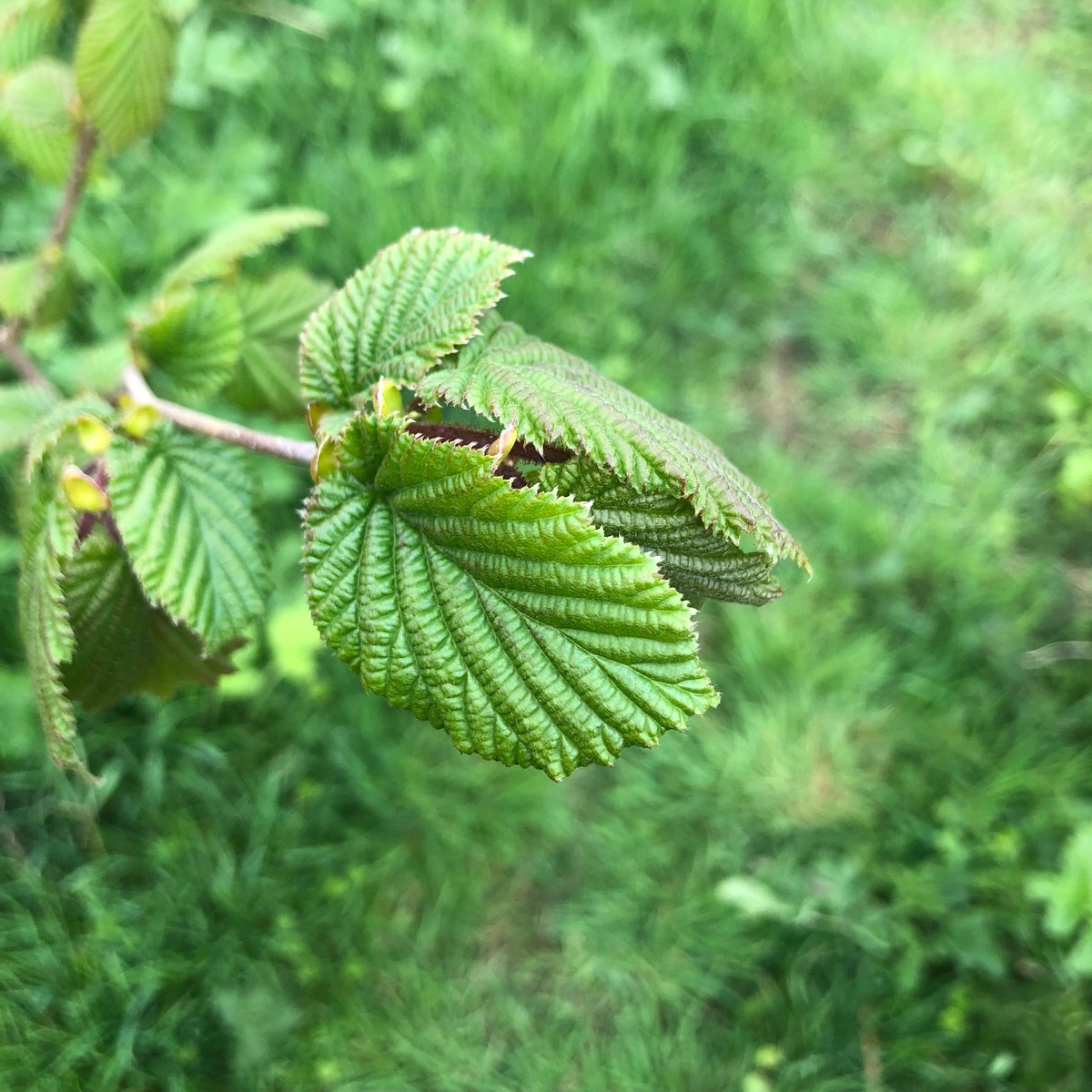 greenstreeter's tweet photo. Celebrating #EarthDay2023 in #croxtethpark #liverpool & #trees #herbage #birds from 2019 #bigclimatefightback @LiverpoolParks @merseyforest @WoodlandTrust @My_ArbCroxteth #wildcherry #birch #hazel #spindle #Diversity https://t.co/PlVStnwaW9
