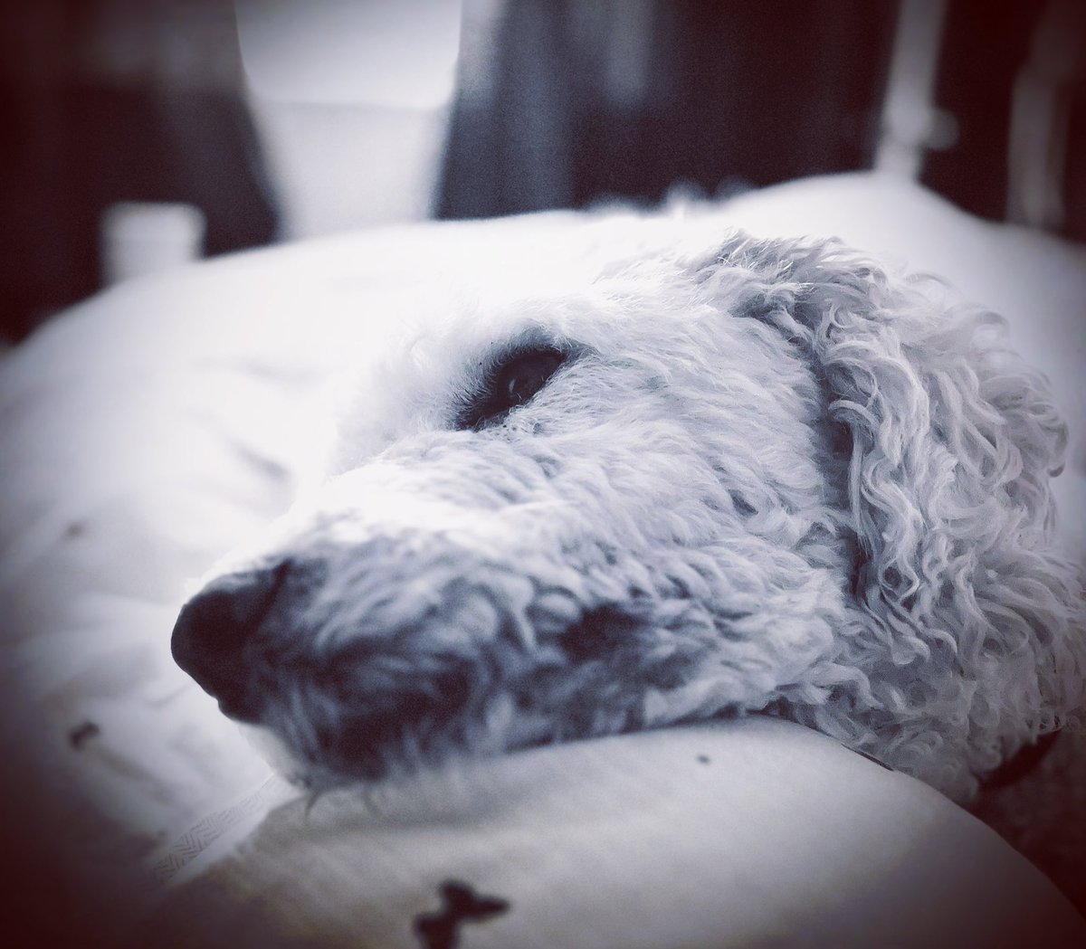 Sometimes my dog just totally echoes my mood. Not much getting done today.