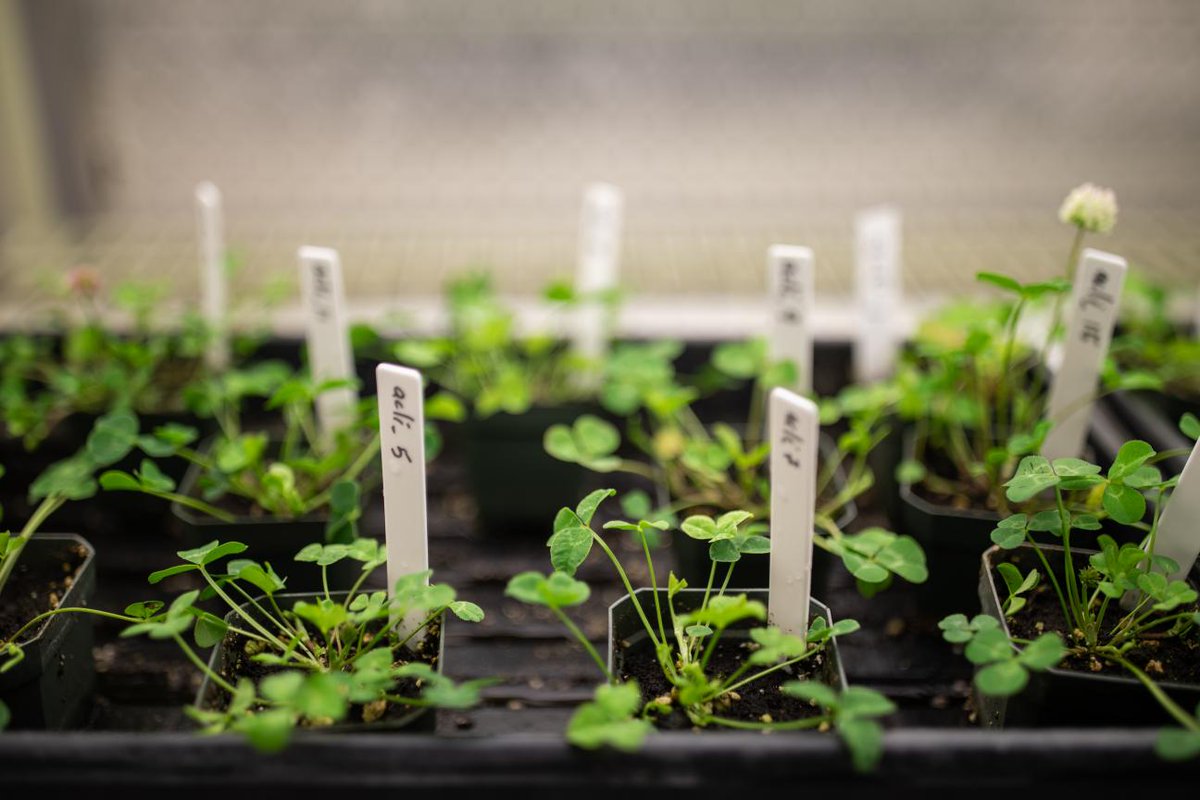 UTM's tweet photo. April 22 | #EarthDay
A ground-breaking study led by evolutionary biologists at U of T Mississauga finds urbanization is driving the evolution of plants globally. π
Learn more about #GlobalUrbanEvolution βοΈ https://t.co/Rqtj2n27nI https://t.co/hN5xvnUqbK