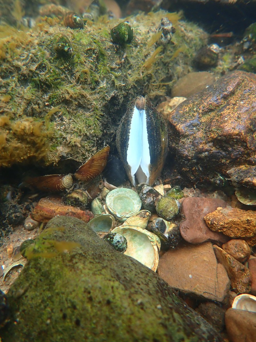 Who did it it better!?! E. brevidens (left) and E. capsaeformis (right) putting on their best show. Come here, fishy fishy!!