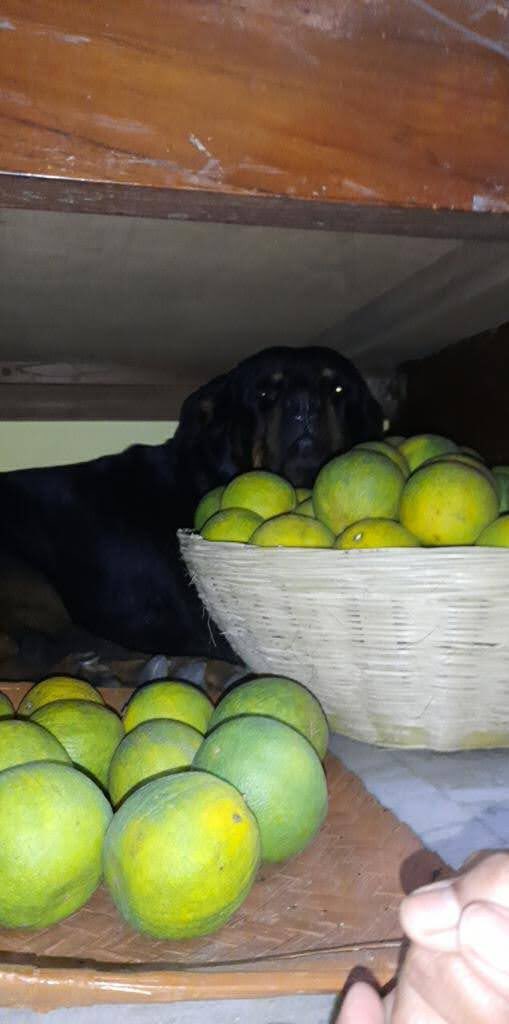 scully786's tweet photo. @saivsrr Don’t be made here take mine fruit balls https://t.co/Bt54Hr9avQ