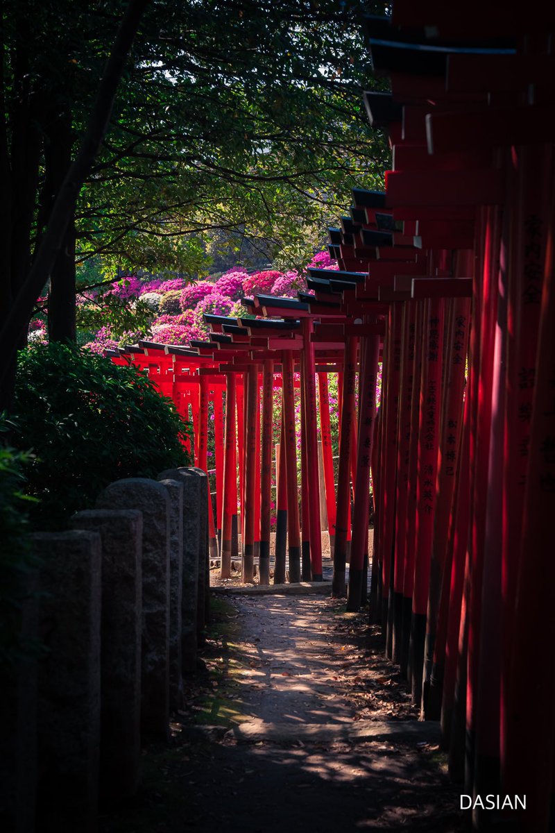 dasianjp's tweet photo. “Bunkyo Tsutsuji Matsuri”, El Festival de la Azalea.
El Santuario Nezu, Tokio, cuenta con un jardín con más de 3000 variedades de azaleas.
#dasian #japón #Tokyo #根津神社つつじ https://t.co/vleSuAC8KV