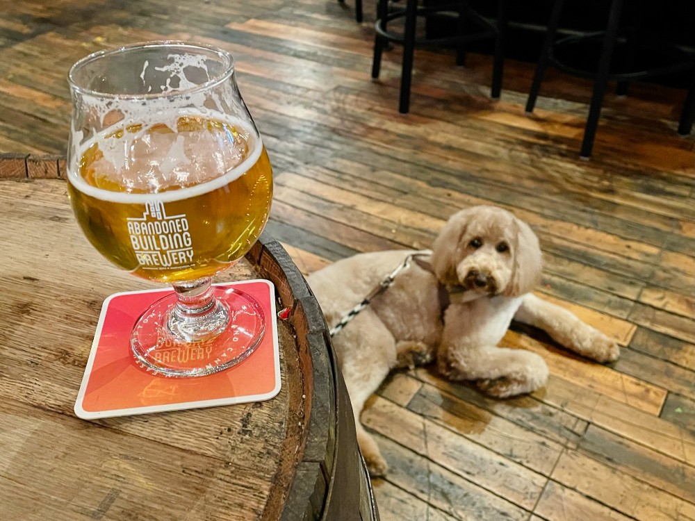 Something hoppy, your furry friend, and live music from Aida O'Brien! What more do you need? Taproom opens at noon, live music starts at 6pm! 🍻🎵  #abbrewery #easthamptonma