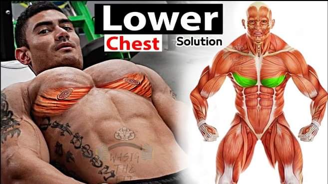 Bakharnabieva's tweet photo. What is the Best Workout for Your Lower Chest? Check 🤔 out How at: https://t.co/ChO0FyigfG https://t.co/mZUwv2izUP