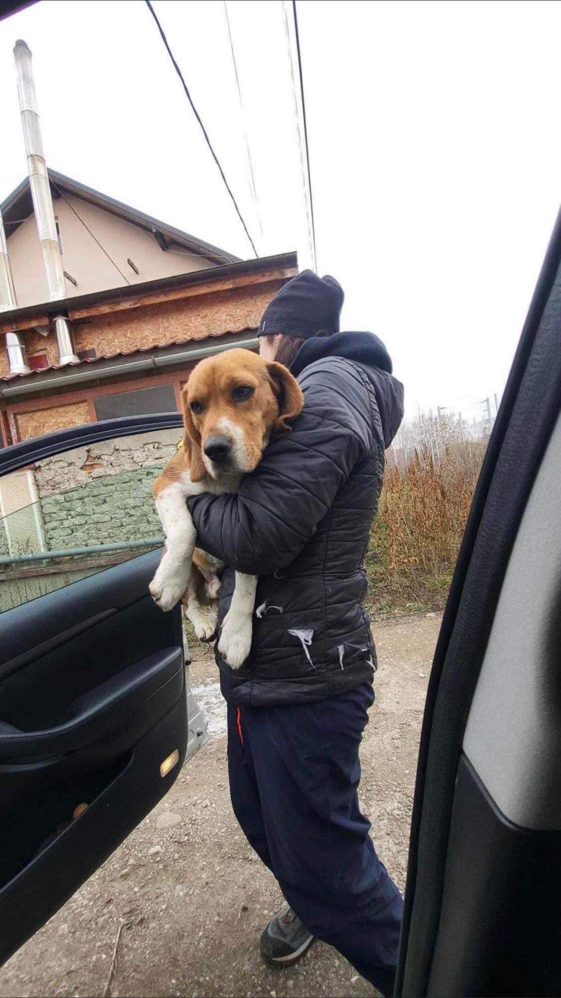 EverMore Dog Rescue on Twitter "🧡Happy Evermore After🧡 Beagle Jack