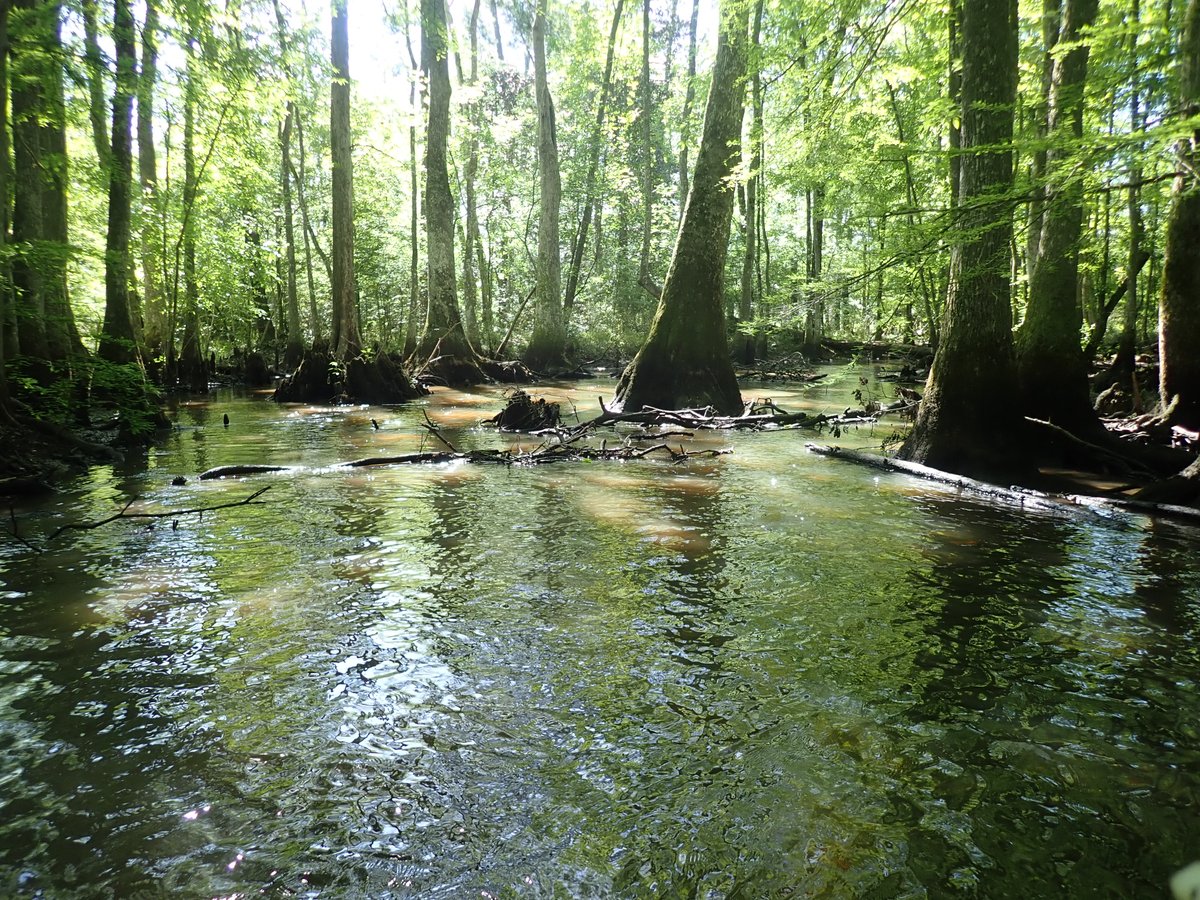 Carla Atkinson (@carlalatkinson) on Twitter photo <a href="/StreamCLIMES/">StreamCLIMES</a> #Swamp adventure sampling in Chickasawhatchee Swamp completed this past week! Nice teamwork <a href="/crsmith7348/">Chelsea Smith</a> & <a href="/DrArialShogren/">Dr. Arial Shogren</a>! <a href="/StreamCLIMES/">StreamCLIMES</a> #Swamp adventure sampling in Chickasawhatchee Swamp completed this past week! Nice teamwork <a href="/crsmith7348/">Chelsea Smith</a> & <a href="/DrArialShogren/">Dr. Arial Shogren</a>!
