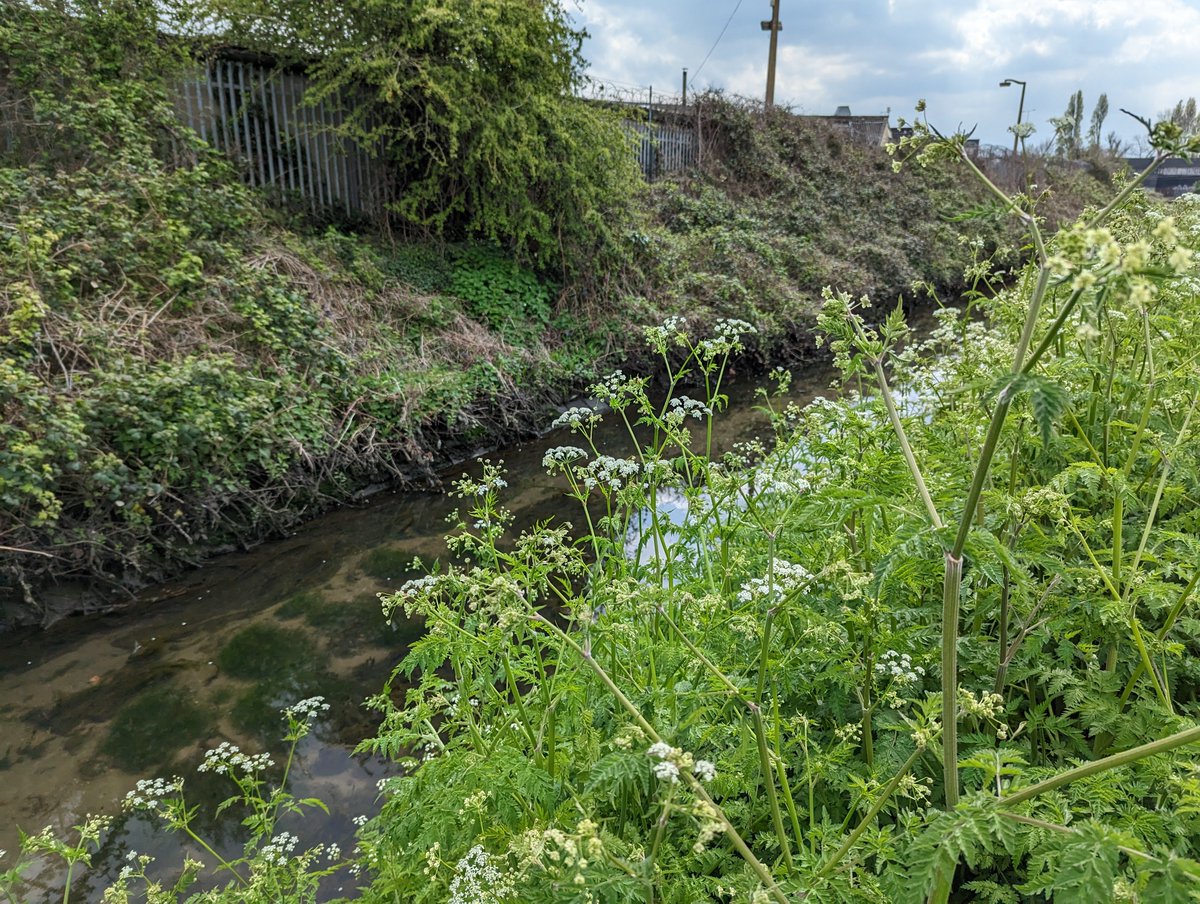 YourRBI's tweet photo. Walking the Mayes Brook today, looking for issues and opportunities ๐ #RBICP https://t.co/NChRRxRkNI
