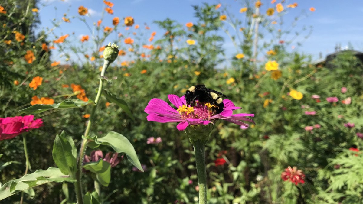 NCStateCALS's tweet photo. Happy Earth Day, #CALSPack! ๐
From sustaining iconic fish to pollinator protection to bee vaccinations, read about CALS' sustainability efforts: https://t.co/Y89PGAQs7f https://t.co/Iv9U8LkOHH