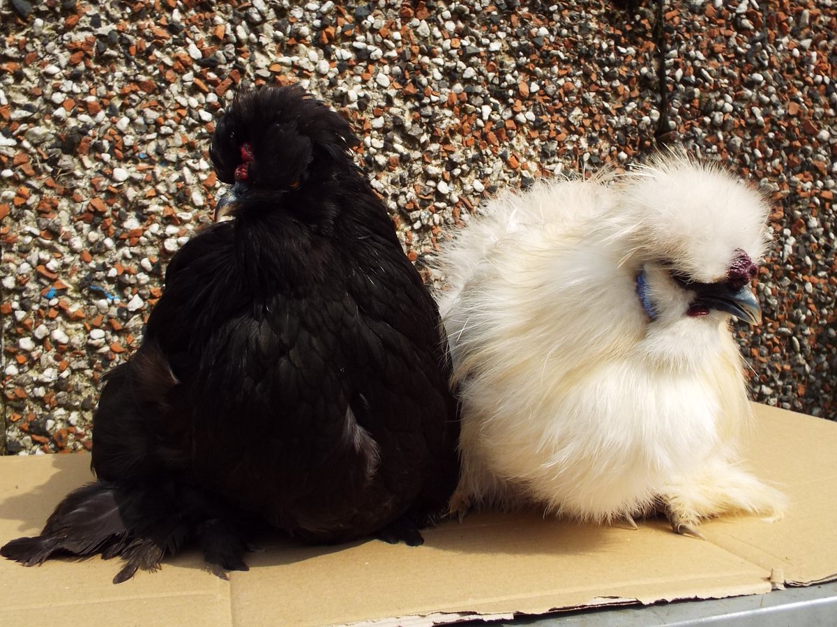 BleakholtF's tweet photo. This is Cannon and Snowball who are new in, a male/female Silkie chicken pair. They should be available for re-homing after a quarantine period with us. Both very friendly and only 7 months old. 🌞🐔#Saturday #chickens #AdoptDontShop https://t.co/xKv60NtFXA