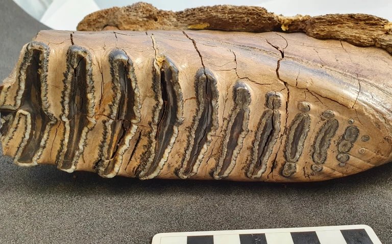 The ‘designation’  means the #Ipswich post-Cretaceous  collection is now recognised as having national importance… great news, and thanks to <a href="/drsimonjackson/">Simon Jackson</a> &amp; colleagues at <a href="/IpswichMuseums/">Ipswich Museums</a> for this success 😊👏💐👏 
<a href="/Nat_SCA/">NatSCA</a> <a href="/ace_national/">Arts Council England</a>