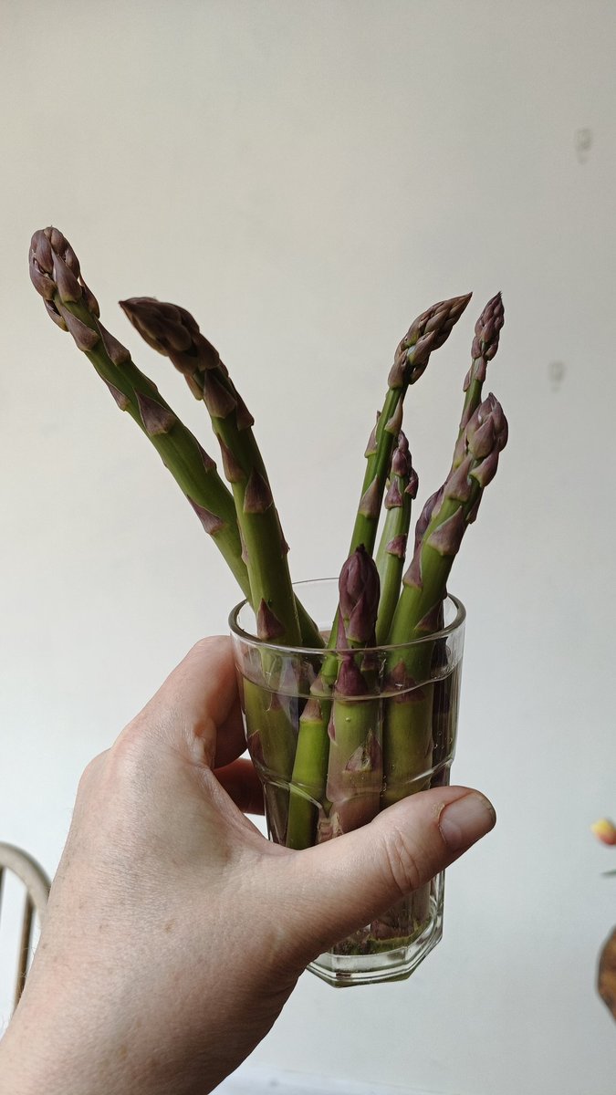 suffolkspear's tweet image. The best time to plant an #asparagus bed was 4 years ago. The second best time is now. #gardencaviar #firstcutting #getin #digforvictory #allotment #suffolk #britishasparagusrocks