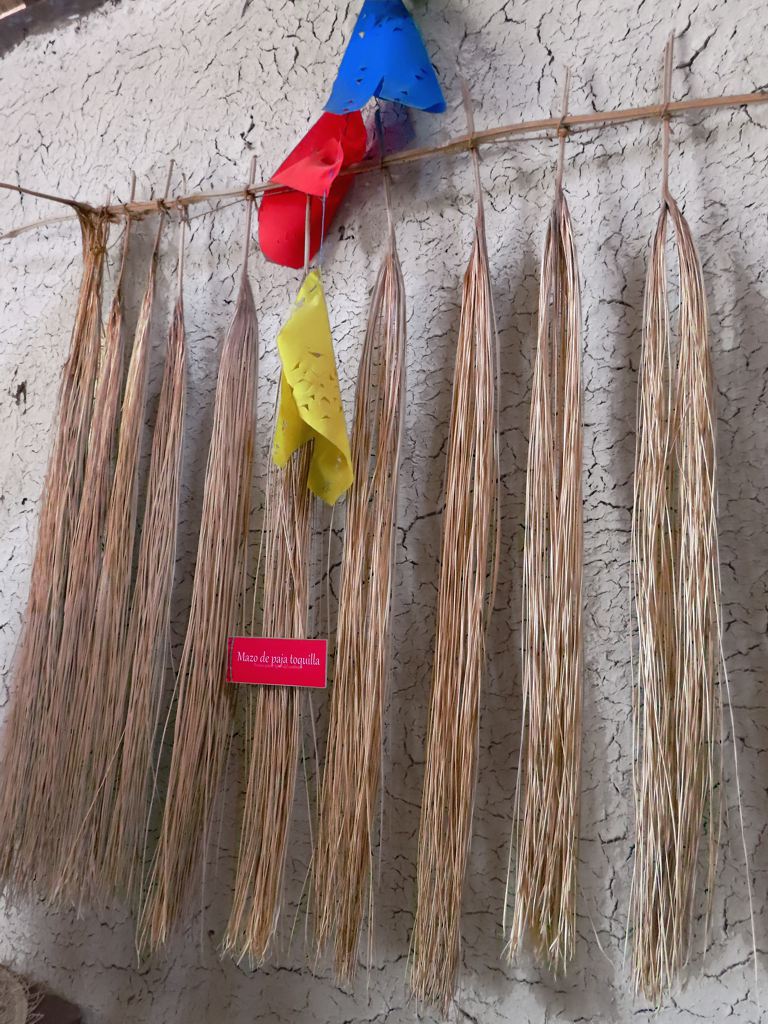 TravelStanley's tweet photo. Fibres from the toquilla palm are used to weave the traditional toquilla straw hat. These materials were seen hanging in the site museum at Cerro Jaboncillo near Portoviejo, Ecuador. #toquilla #Ecuador https://t.co/U9LISSlWor