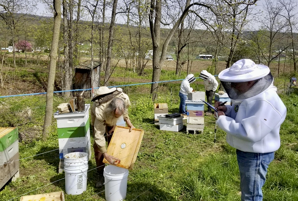 Organic beekeeping rivals conventional methods for bee health, productivity. organicbiz.ca/organic-beekee…