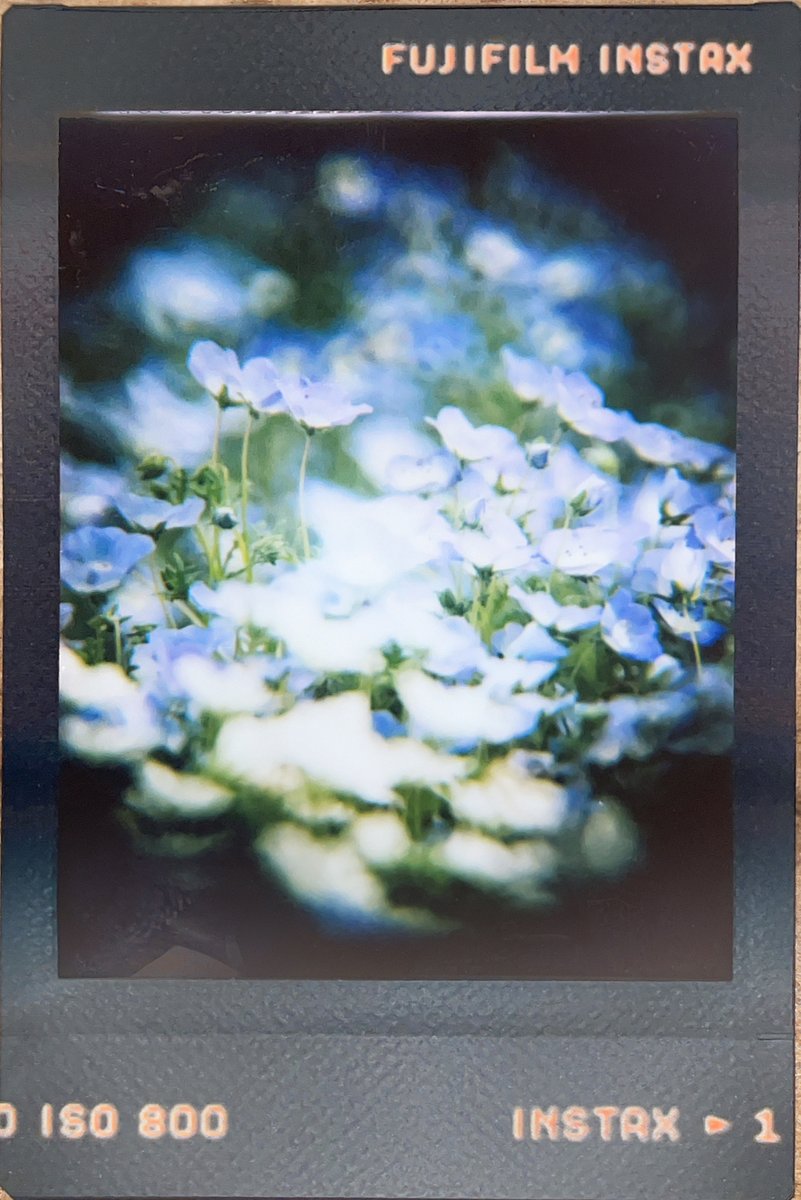 ryoezou's tweet image. チェキでネモフィラ
NONS SL42MK2
Tamron SP500/F8Reflex
#NONSSL42
#Tamron
#ネモフィラ