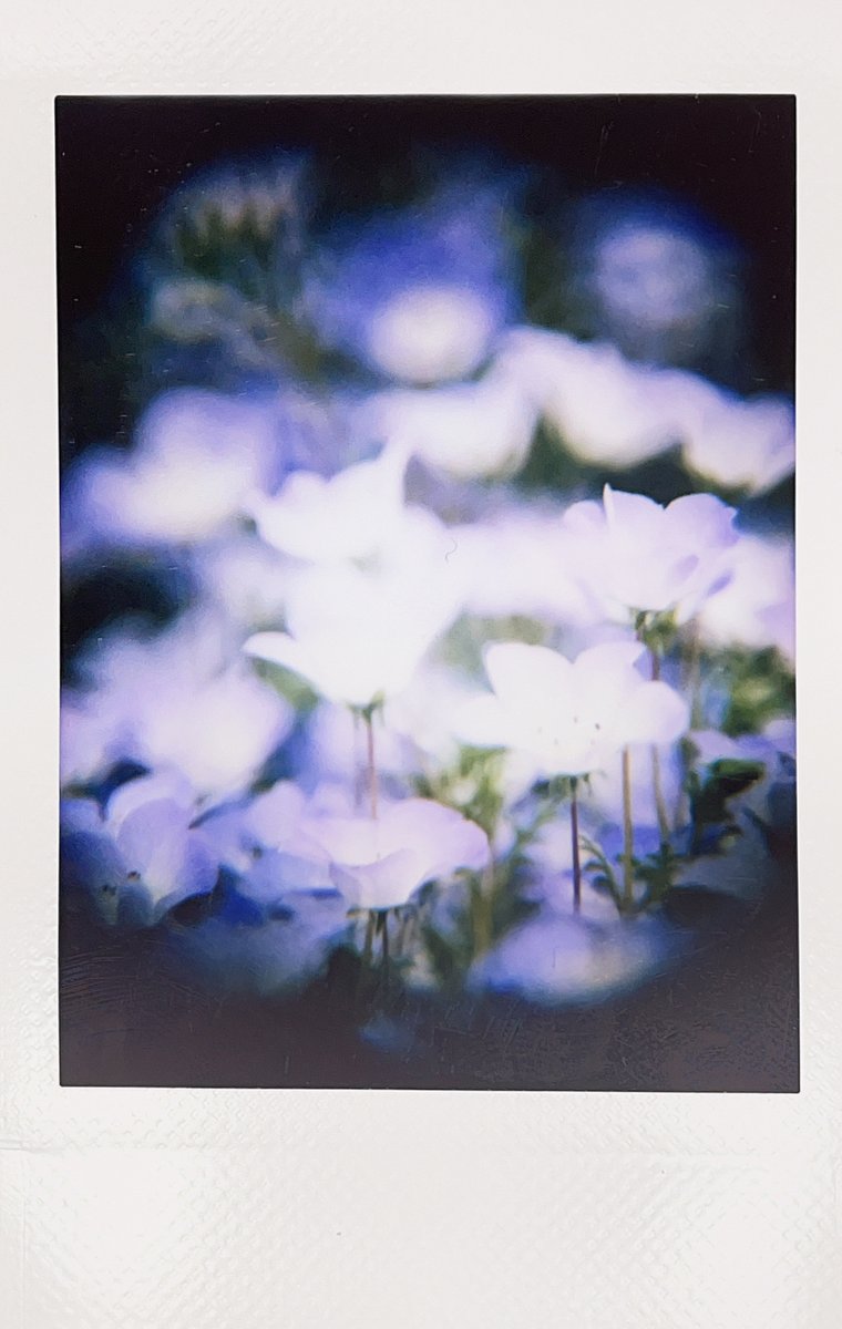 ryoezou's tweet image. チェキでネモフィラ
NONS SL42MK2
Tamron SP500/F8Reflex
#NONSSL42
#Tamron
#ネモフィラ