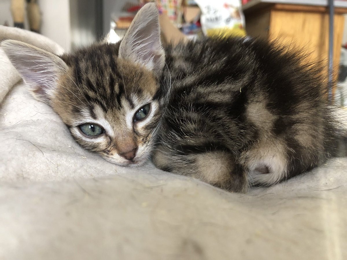 MuseauxG's tweet photo. Comme c’est bon de ne pas grandir dans la rue… 
#chaton #kittens  #cuteanimals #AdoptDontShop https://t.co/kolyfYUJDq