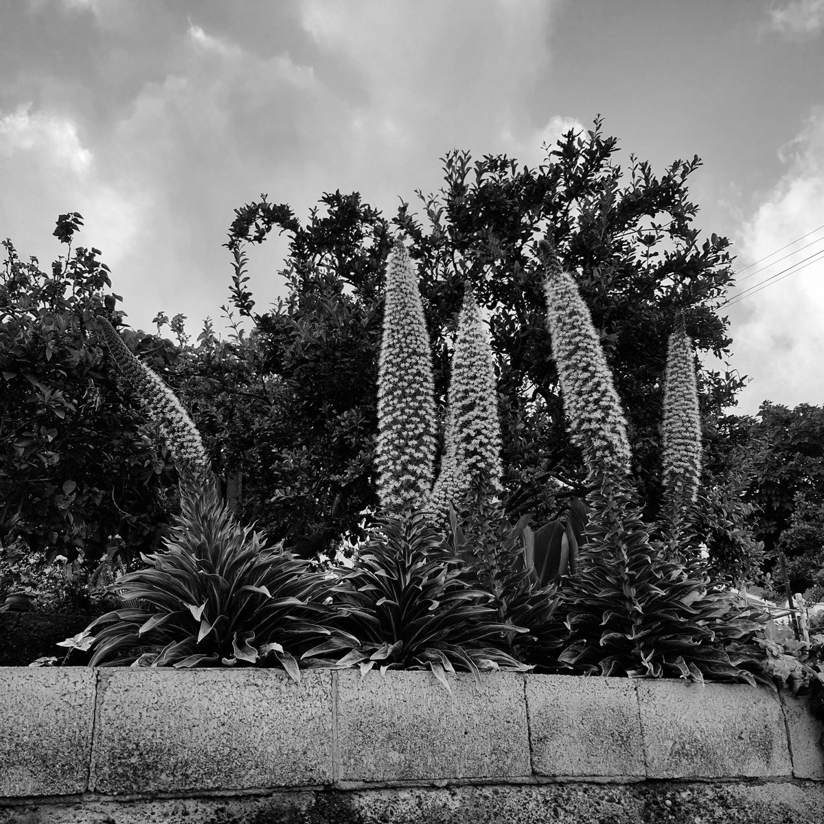 PretextosM's tweet photo. #naturalezapura #garafia #lapalmaoutdoor #vegetacioncanaria #springnature #rutasenquad #pateos #rutasconencanto #bhfyp #espacio #laurisilva #canariasviva #canario #naturelover #echium #ig #flowers #canariashoy #tenerife #excursioneslapalma #a #rutasdemonta #paisajes https://t.co/JUKylf1jcR