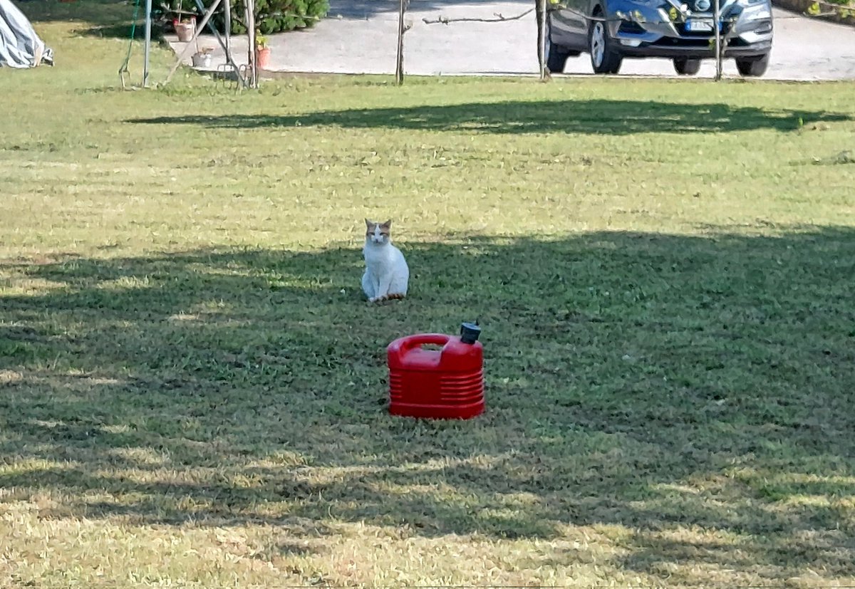 Massimo_1062's tweet photo. C'è chi lavora alacremente per rasare l'erba sotto il sole cocente , e chi no....#filosofiafelina 🐱🙂 https://t.co/53zHPpVmIM