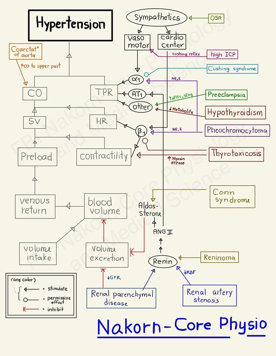 NakornCore Physiology and Medical Science on Twitter "👉🏻 1. Renal