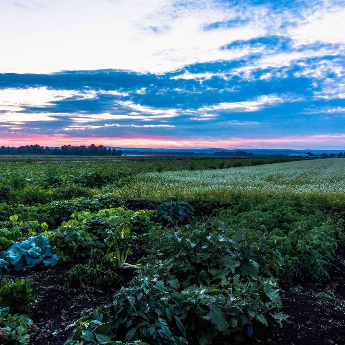 nyagandmarkets's tweet image. Happy #EarthDay! Agriculture goes hand in hand with environmental stewardship, which is why we at the Department are proud to do our part to achieve New York’s climate goals and  preserve our world for future generations. #EverydayisEarthDay #EarthDay2023 #EarthWeek