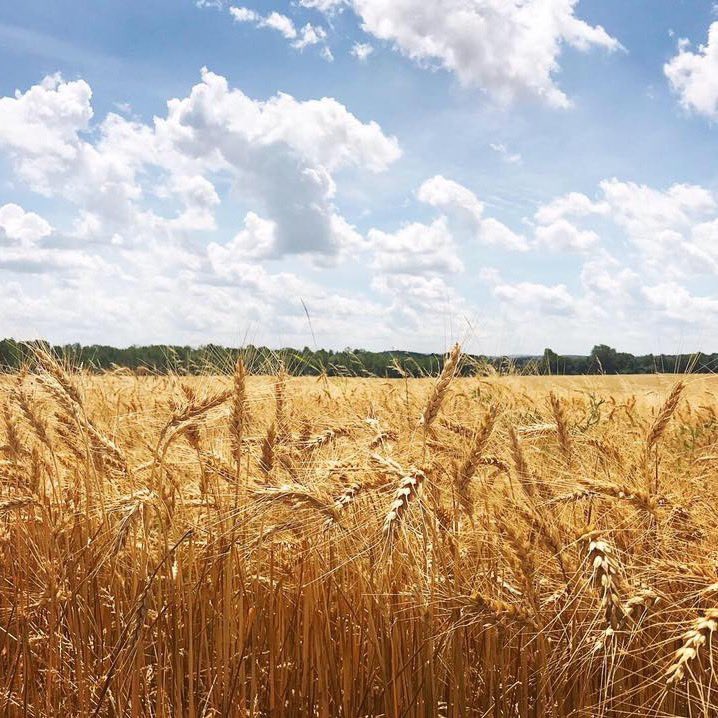 nyagandmarkets's tweet image. Happy #EarthDay! Agriculture goes hand in hand with environmental stewardship, which is why we at the Department are proud to do our part to achieve New York’s climate goals and  preserve our world for future generations. #EverydayisEarthDay #EarthDay2023 #EarthWeek