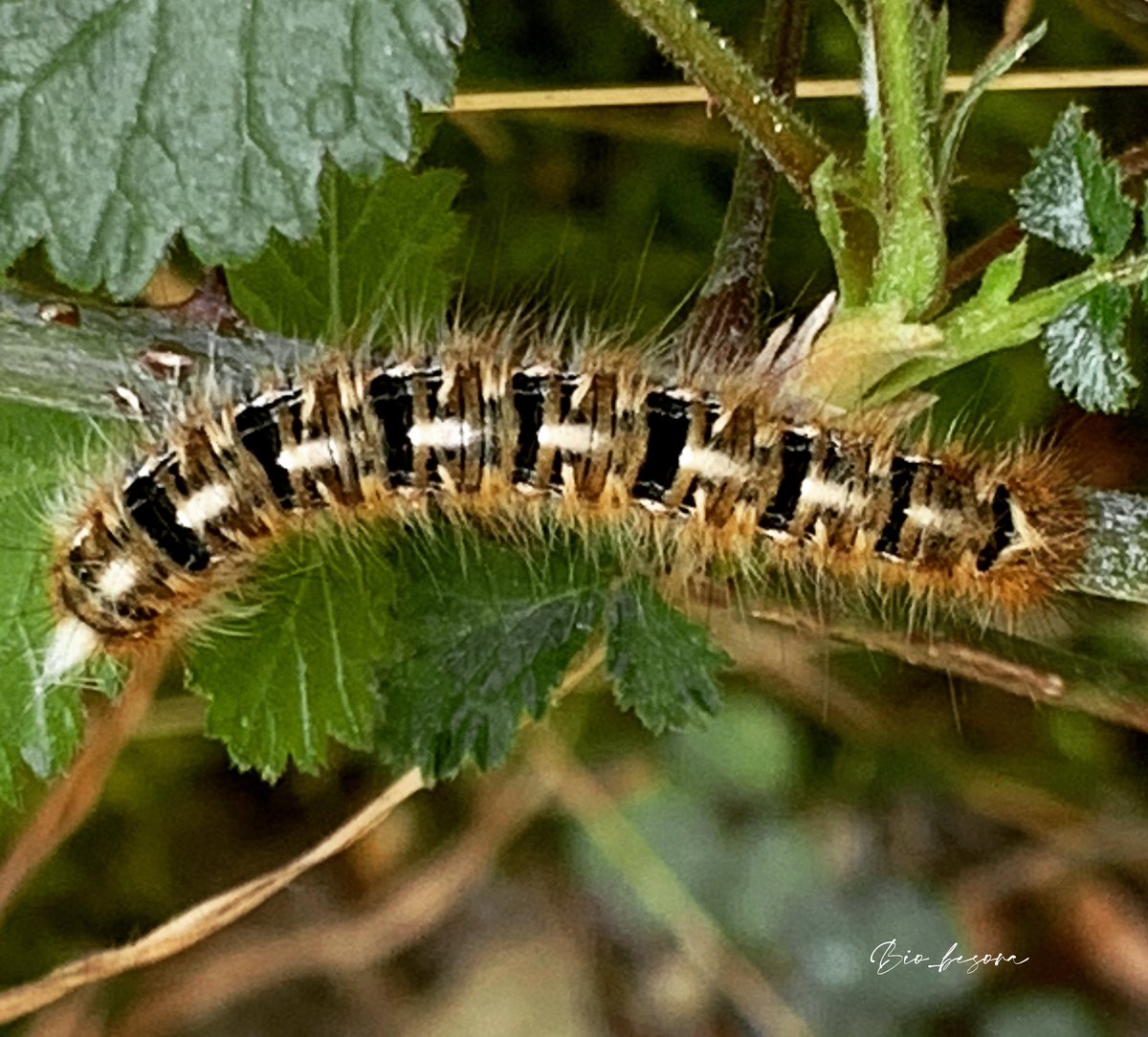 canmuixons's tweet photo. Lasiocampa quercus és una espècie de papallona nocturna. Les seves erugues força peludes, solen alimentar-se de roure, d’esbarzer i de vern. #biodiversitat #bisaura https://t.co/W7e7OScFsu