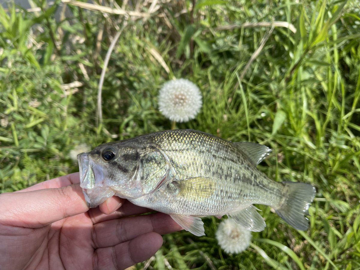 anchang1983's tweet photo. 霞で今年初バスGET！

中小合わせて6匹🐟

はい楽しいぃ～♪疲れた… https://t.co/mDol1HtPJ6
