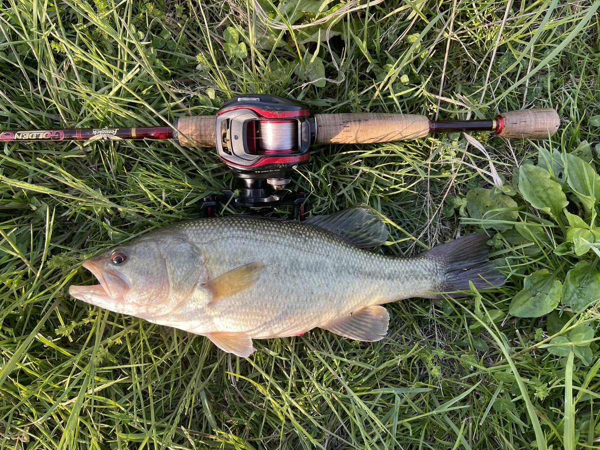 anchang1983's tweet photo. 霞で今年初バスGET！

中小合わせて6匹🐟

はい楽しいぃ～♪疲れた… https://t.co/mDol1HtPJ6