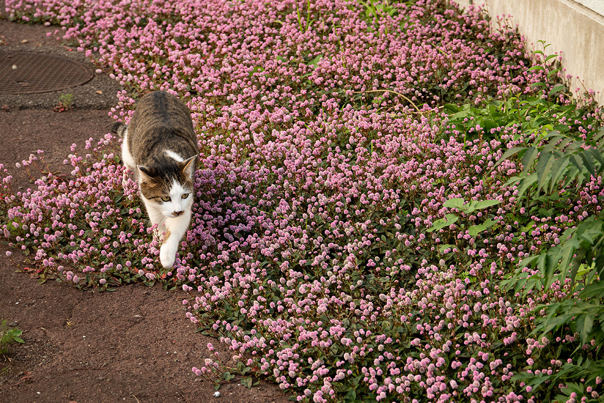 ねこ。