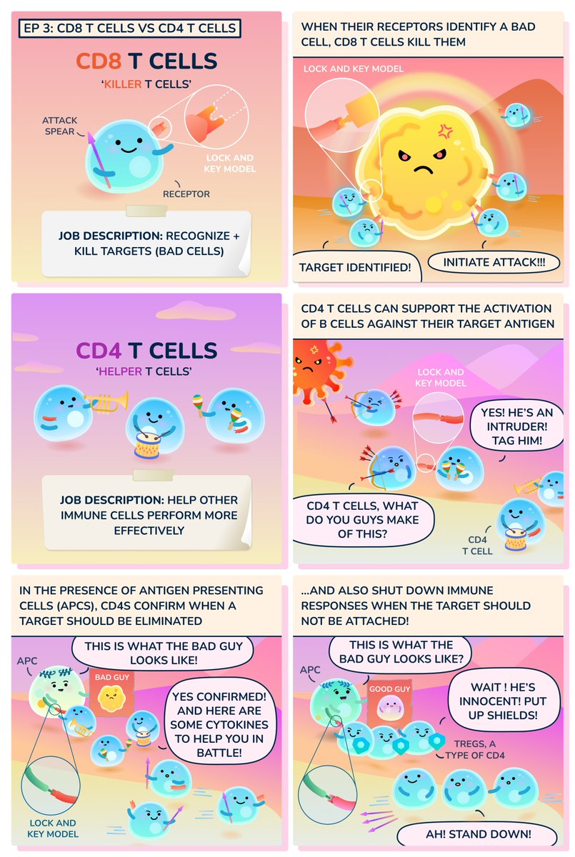 There are 2 major types of #tcells: i) CD8 T cells, aka killer T cells, specialize in finding and killing intruders. ii) CD4 T Cells, or helper #t cells, provide a variety of support functions to tune the activity of other #immune cells. #cellstories