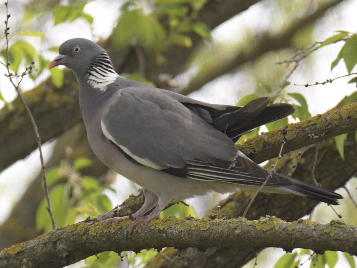 canmuixons's tweet photo. El tudó (Columba palumbus) és el colúmbid més gros d’Europa. Els tudons adults són fàcils de distingir d’altres espècies de coloms per les taques blanques que presenten als costats del coll. Aquest està començant a fer un niu al jardí de davant de casa #primavera #tudó #bisaura https://t.co/0ZEbafOy0I