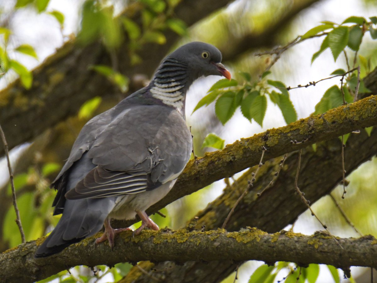 canmuixons's tweet photo. El tudó (Columba palumbus) és el colúmbid més gros d’Europa. Els tudons adults són fàcils de distingir d’altres espècies de coloms per les taques blanques que presenten als costats del coll. Aquest està començant a fer un niu al jardí de davant de casa #primavera #tudó #bisaura https://t.co/0ZEbafOy0I
