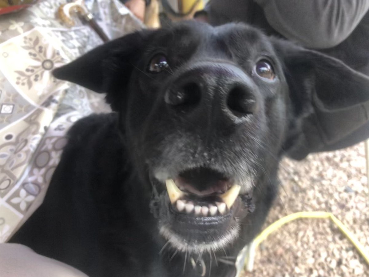MuseauxG's tweet photo. « Hé? Ho?
J’attends depuis 1 an qu’on m’adopte moi!!! »
Narcos, 7 ans, mâle de 36 kg débordant de joie et gentillesse, croisé berger, un top chien a adopter près de Montpellier 34 https://t.co/0R7zhg3ODl