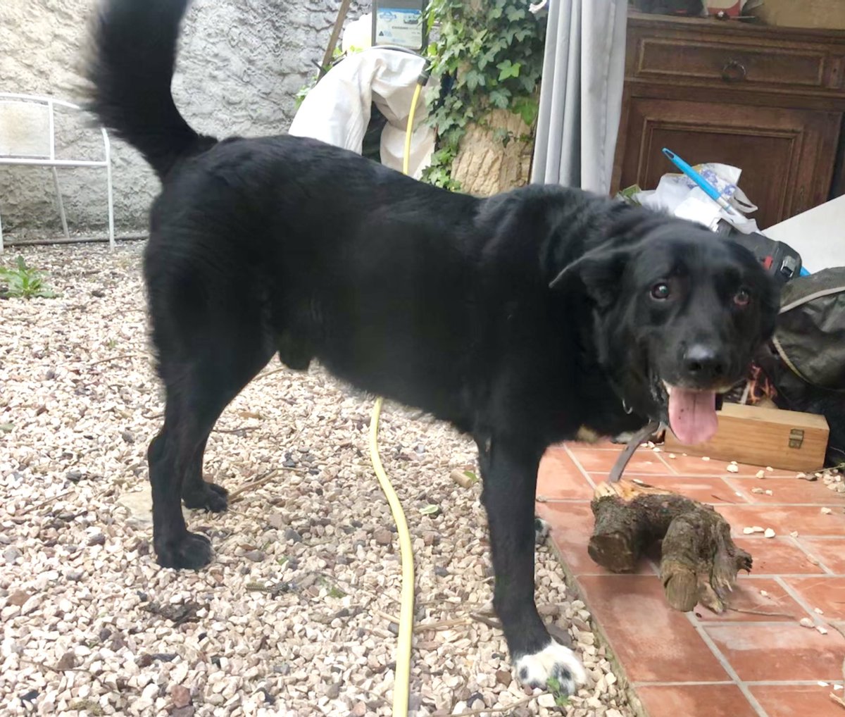 MuseauxG's tweet photo. « Hé? Ho?
J’attends depuis 1 an qu’on m’adopte moi!!! »
Narcos, 7 ans, mâle de 36 kg débordant de joie et gentillesse, croisé berger, un top chien a adopter près de Montpellier 34 https://t.co/0R7zhg3ODl