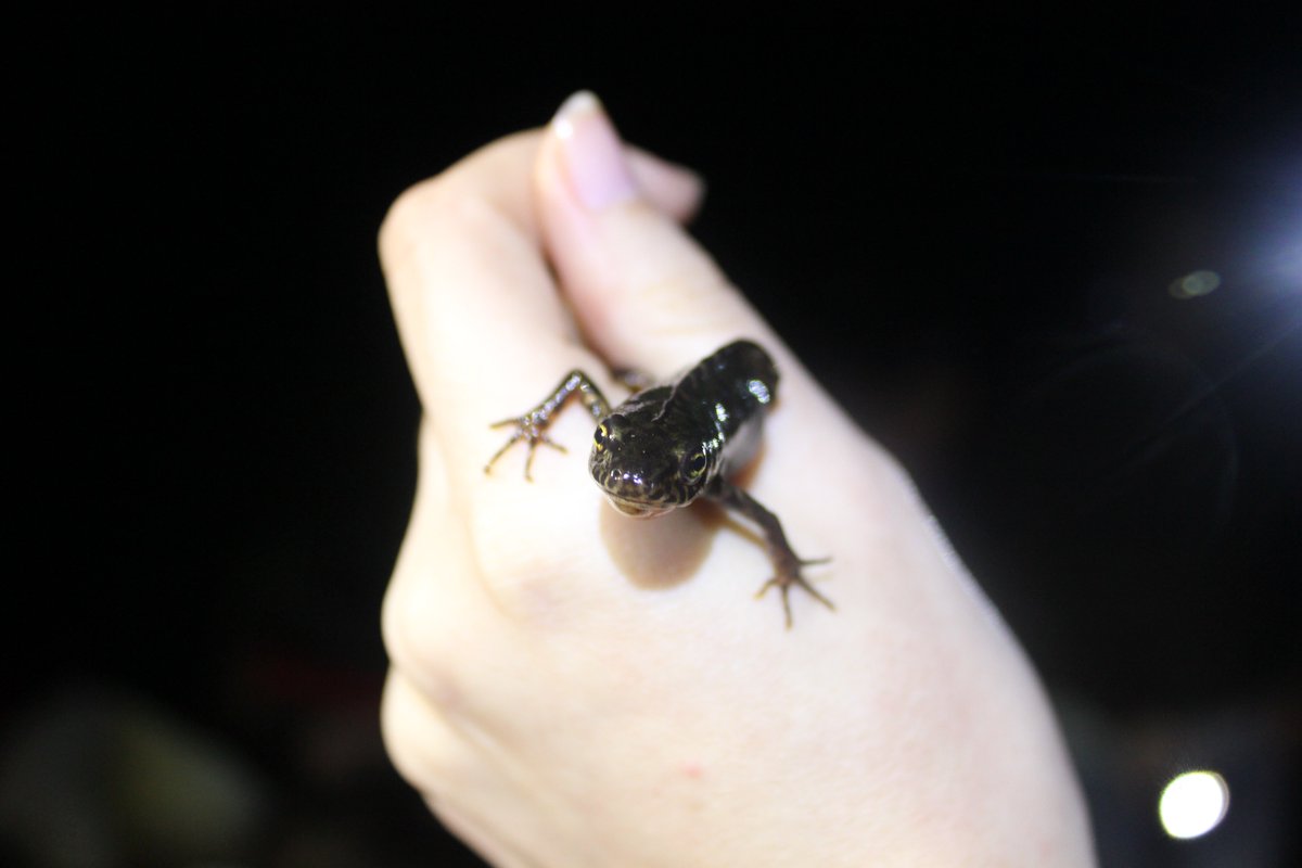 (tweet incrivelmente atrasado mas)
Ecologia e Conservação de Répteis e Anfíbios!

A nossa 1ª ida à Herdade da Ribeira Abaixo não rendeu répteis, mas pudemos observar alguns anfíbios, em várias fases de desenvolvimento!