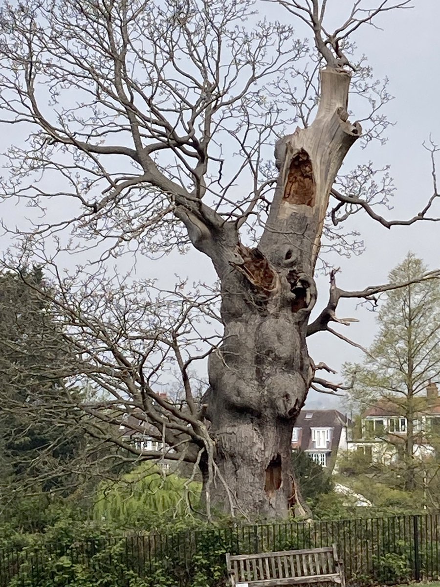 HilaryBurrage's tweet photo. Earth Day

How many creatures are perhaps accommodated in nature’s multi-storey block of homes in Golders Hill Park, #HampsteadHeath, London? https://t.co/MQLzTus7Uv