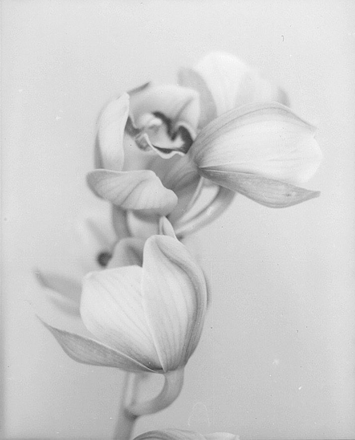 HackelBury is pleased to present Botanical Legacies, a solo exhibition by South African artist Stephen Inggs. Inggs’ work focuses on material objects which become symbols of transience and history. 

Until 27th May 2023 

HackelBury Fine Art
4 Launceston Place
London W8 5RL