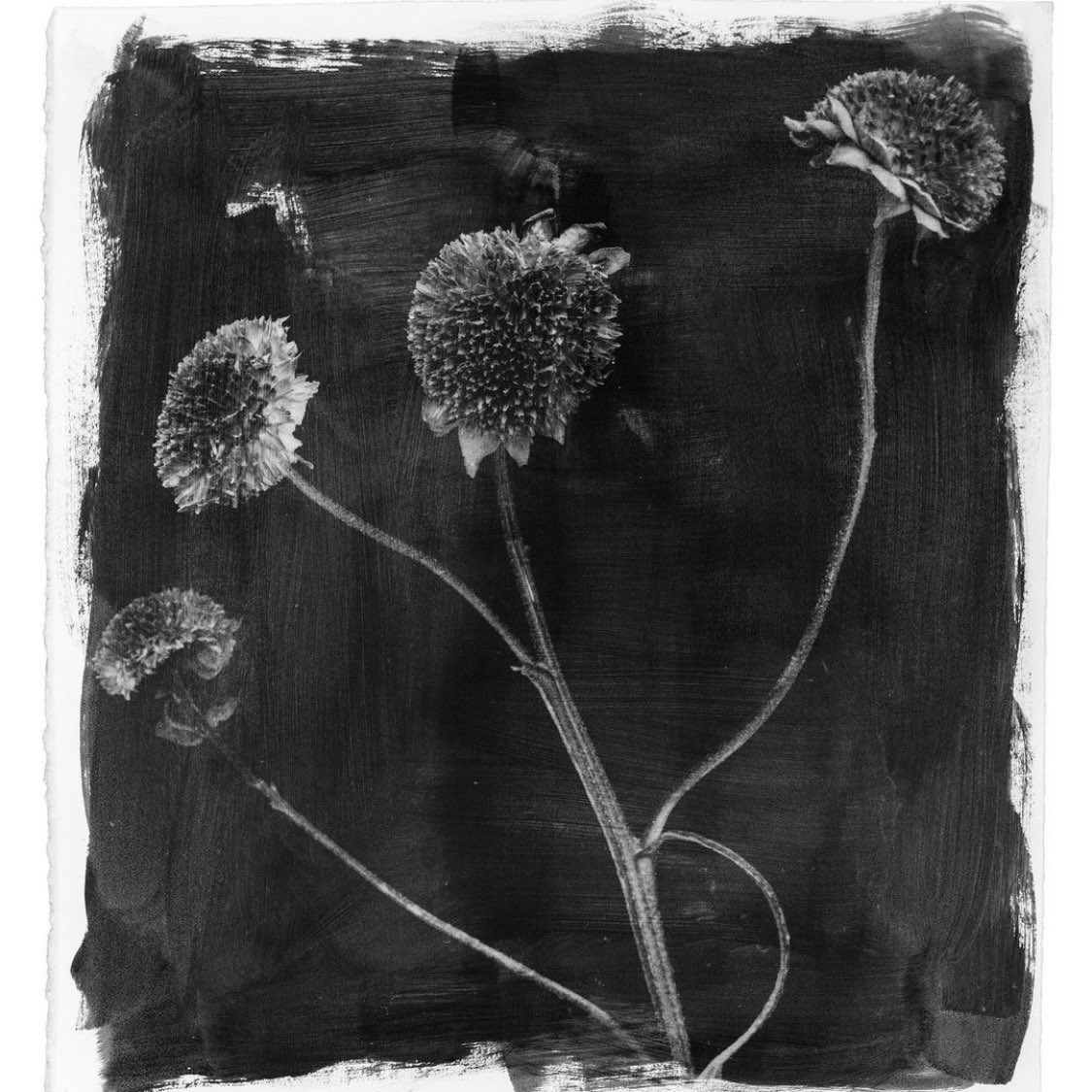 ‘Botanical Legacies’ - Stephen Inggs images of flowers are beautiful but belie more sombre themes around colonialism and migration. Inggs is interested in the ‘archaeology of identity’ and how ’the emblems of cultural history and the circulation of objects’ are given new meanings