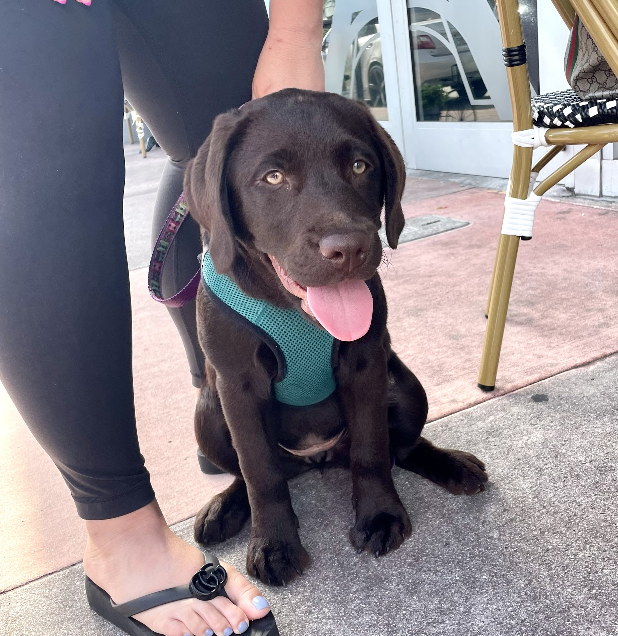 Labrador flip flops new arrivals