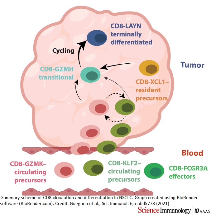 SciImmunology's tweet photo. A 2021 @institut_curie @psl_univ study involving patients with lung #cancer defined the origins and organization of tumor-infiltrating killer T cells.

📄: https://t.co/bOkWC4feha https://t.co/Fbbow5q7Gx