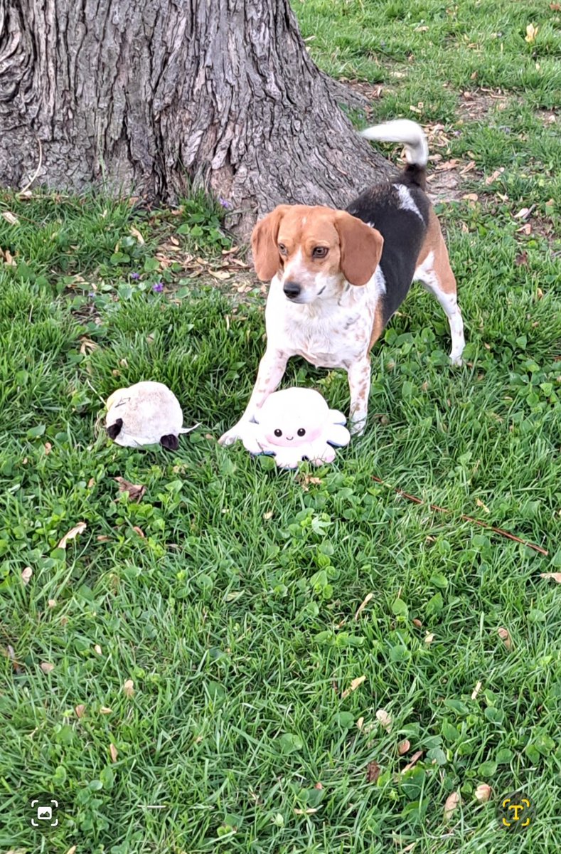 stephen0's tweet photo. #NationalBeagleDay https://t.co/ld7I2GatBT