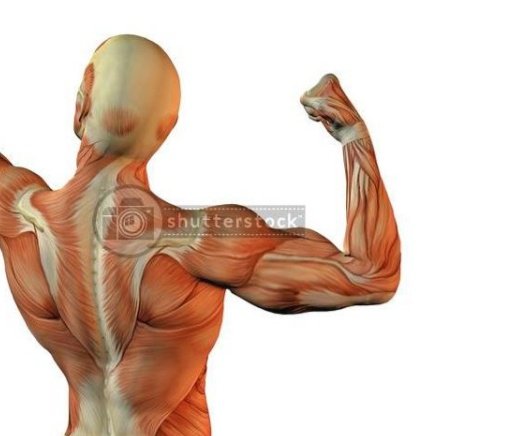 fisiostuds's tweet photo. COMO ATRIBUIR GRAU DE PROVA MUSCULAR - a thread https://t.co/9EJqQ1HUV7