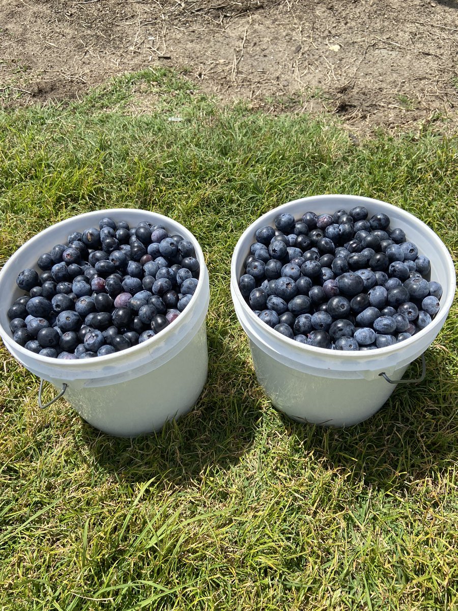 DougBrown23's tweet photo. Thu and I picked 25lbs of blueberries. This is half of them. #nostems https://t.co/NPZElVV3UD