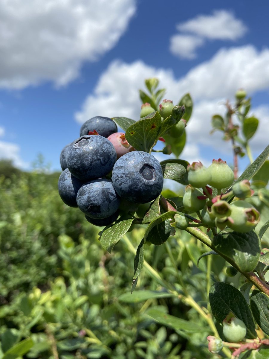 DougBrown23's tweet photo. Thu and I picked 25lbs of blueberries. This is half of them. #nostems https://t.co/NPZElVV3UD